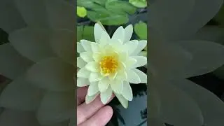 Нимфея Денвер🕊️🌼🎉🌿 27 августа 24г🌿