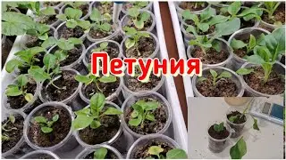 Петуния. Что делать после пикировки. Полив, удобрение, размножение черенкованием.
