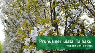 Prunus serrulata 'Taihaku' - Van den Berk on Trees