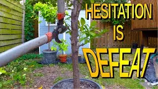 Pruning A 15 Year Old Citrus Tree Grown From Seed In A Pot