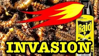 10000 Stinging Caterpillars Vs 1000 Degree Flames Extreme Pest Control