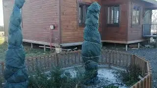 Укрываем на зиму большую плетистую розу
