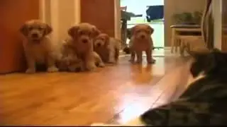 И ТАКОЕ БЫВАЕТ... Маленькие щенята лабрадор наступают на кота!