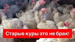 КУПИЛ СТАРЫХ, ЛЫСЫХ, СТРАШНЫХ КУР 😱😱😱