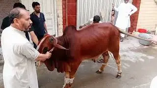 Cow Qurbani 2023..🐄🐄
