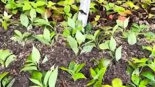 Как посадить гортензию осенью . Высаживаю саженцы на зимовку .