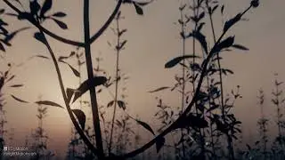 Dreams of Olden Glory - Kentaro Miura (Berserk) Tribute Animation