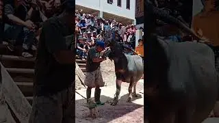 Cara menyembebelih hewan kurban (kerbau) orang Toraja - Tedong