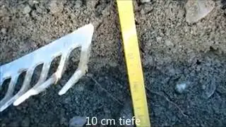 Narzissen pflanzen
