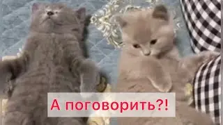 А поговорить?! 😹😹😹 #смешныекоты #приколысживотными #cat #animals #любовь #приколы #happy #love