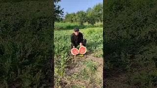 Ещё один на этот раз очень зрелый арбузик на 10 кг готов 🍉🔥💪