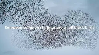 EUROPEAN STARLINGS ⭐️SCHOOL PROJECT INVASIVE SPECIES