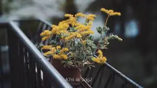 A7SII vs A7RII Slog Shoot Out Comparison