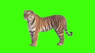 Green Screen Tiger | Angry Tiger |  Video Effect | Walking Tiger