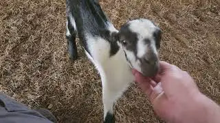 Socializing our new 10 day old baby goat to people.