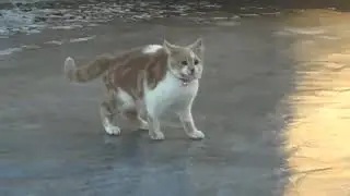 🐈 Смешная нарезка котов №4 — Котонарезка