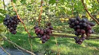 Виноград 
