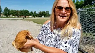 Chicken Run!