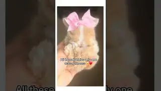 SO SMOL