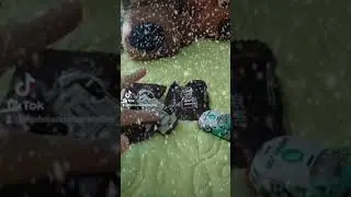 madusanumberone fan can't move after eating so many m&m's
