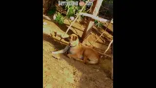 Happy birthday🐶🦮 🎂Kippy💔🥹🤗💐 #rip #happybirthday #pets #petlover #dog #doglover