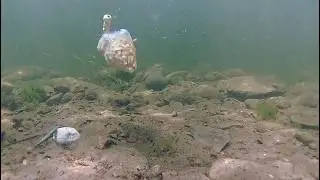 Underwater PVA Bag Fishing for Carp with Salted Prepared Maize