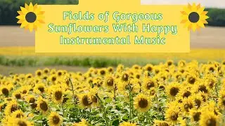 Fields of Gorgeous Sunflowers With Happy Instrumental Music