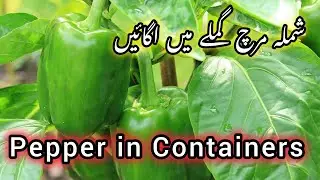 Grow Pepper from seed to harvest || Shimla, شملہ مرچ