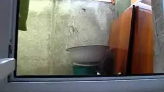 Котэ атакует