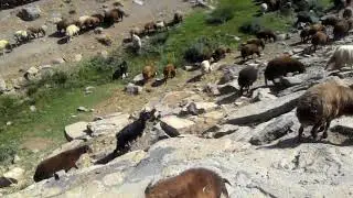 AĞRI HAMUR KARAKAZAN KÖYÜ