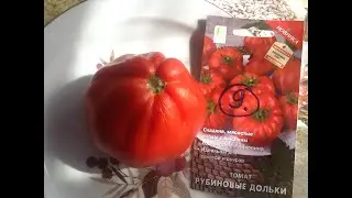 Дегустация томата "Рубиновые дольки"