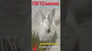 ПЭТСменю ресторан домашней еды для домашних питомцев. petsmenu.ru
