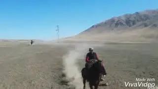 Додомол кок бору