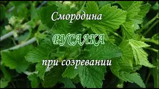 Русалка созревает