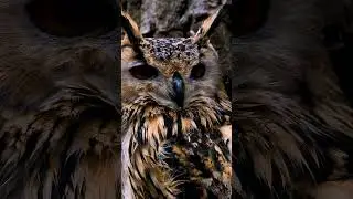 🤔 Главный охотничий трофей ненцев #рекомендации #крайнийсевер #янао