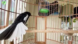Choè than HÓT ĐẤU THÚC CĂNG || Luyện Choè than HÓT CĂNG LỬA || Kích Chòe Than Hót Đấu.tiếng choethan
