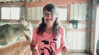 Safely Handling A Donkey 5 things your donkey needs to know for Good Gate Manners
