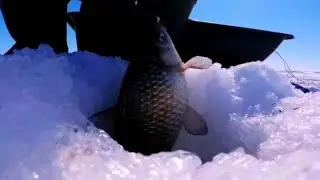 Ловля Карася зимой на мормышку