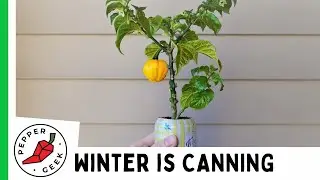 Growing Hot Peppers in a 12oz Can - KSLS - Seed to Harvest & Tasting! 