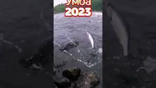 #УМБА#ГОРБУША#2023Г#      РЫБАЛКА#НА#СЕВЕРЕ#