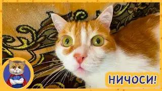 Что делает Рыжик и что делает Марсик? Таких приколов вы ещё не видели!