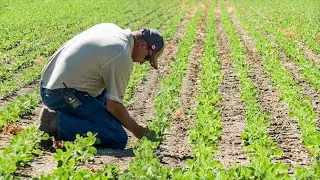 Growing Soybeans in Western Canada
