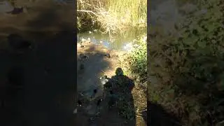 Los patitos me alegran mi Corazon