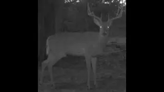 Whitetail Heaven