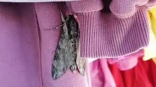 Совки, або нічниці.  #discovery #природа #метелик
