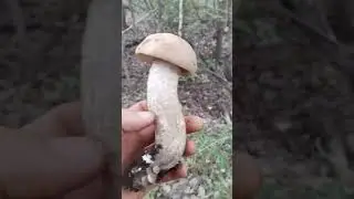 Тихая охота, походка на грибы.