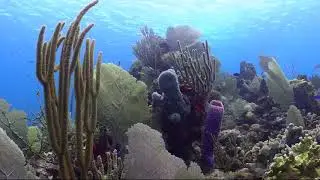 Arrecife de Coral - Utila