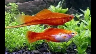 AQUARIUM OASIS