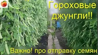 Семена 3 х метрового гороха Гороховые джунгли Как заказать семена съедобной живой изгороди)