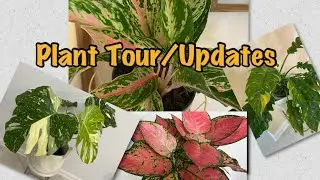 Houseplant Tour and Updates